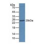 abx102712
