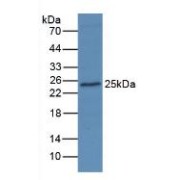 Western blot analysis of Human MCF7 Cells.