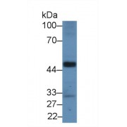 Western blot analysis of Mouse Heart lysate, using Rat A2BP1 Antibody (2 µg/ml) and HRP-conjugated Goat Anti-Rabbit antibody (<a href="https://www.abbexa.com/index.php?route=product/search&amp;search=abx400043" target="_blank">abx400043</a>, 0.2 µg/ml).