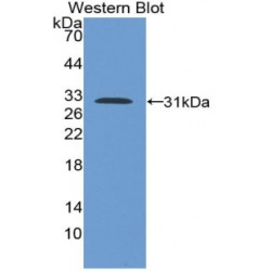 Ataxin 2 Binding Protein 1 (A2BP1) Antibody