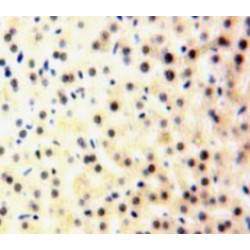 Ataxin 2 Binding Protein 1 (A2BP1) Antibody