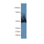 Western blot analysis of Rat Pancreas lysate, using Human CPB1 Antibody (2 µg/ml) and HRP-conjugated Goat Anti-Rabbit antibody (<a href="https://www.abbexa.com/index.php?route=product/search&amp;search=abx400043" target="_blank">abx400043</a>, 0.2 µg/ml).