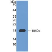 Western blot analysis of recombinant Mouse COL3a1.