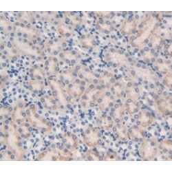 Diacylglycerol Kinase Alpha (DGKa) Antibody