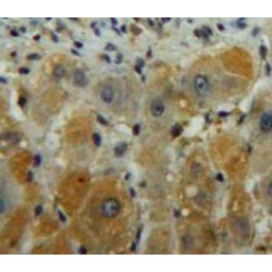 Diacylglycerol Kinase Gamma (DGKg) Antibody