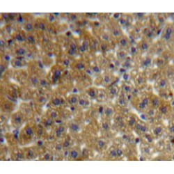 Follistatin Like Protein 1 (FSTL1) Antibody