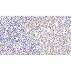 Heat Shock 70 kDa Protein 8 (HSPA8) Antibody