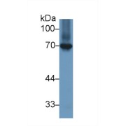 Western blot analysis of Chicken Kidney lysate, using Chicken HSPA8 Antibody (1 µg/ml) and HRP-conjugated Goat Anti-Rabbit antibody (<a href="https://www.abbexa.com/index.php?route=product/search&amp;search=abx400043" target="_blank">abx400043</a>, 0.2 µg/ml).