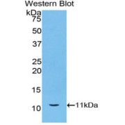 Western blot analysis of the recombinant protein.