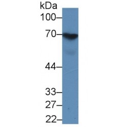 Interleukin 31 Receptor A (IL31RA) Antibody