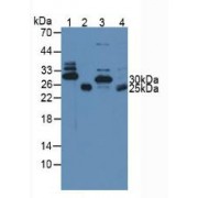 Western blot analysis of (1) Mouse Heart Tissue, (2) Mouse Skeletal Muscle Tissue, (3) Porcine Heart Tissue and (4) Porcine Skeletal Muscle Tissue.