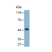 WB analysis of Pig heart lysate, using TNNT2 antibody (1.5 µg/ml) and HRP-conjugated Goat Anti-Rabbit antibody (<a href="https://www.abbexa.com/index.php?route=product/search&amp;search=abx400043" target="_blank">abx400043</a>, 0.2 µg/ml).