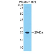 Western blot analysis of the recombinant protein.