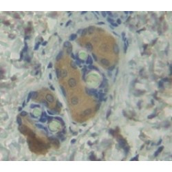 Bone Morphogenetic Protein 1 (BMP1) Antibody