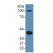 Western blot analysis of Human HeLa cell lysate, using Human BMP2 Antibody (3 µg/ml) and HRP-conjugated Goat Anti-Rabbit antibody (<a href="https://www.abbexa.com/index.php?route=product/search&amp;search=abx400043" target="_blank">abx400043</a>, 0.2 µg/ml).