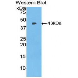 Bone Morphogenetic Protein 2 (BMP2) Antibody