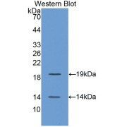 Western blot analysis of recombinant Chicken BMP4.