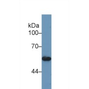 Western blot analysis of Human HeLa cell lysate, using Mouse BMP5 Antibody (1 µg/ml) and HRP-conjugated Goat Anti-Rabbit antibody (<a href="https://www.abbexa.com/index.php?route=product/search&amp;search=abx400043" target="_blank">abx400043</a>, 0.2 µg/ml).