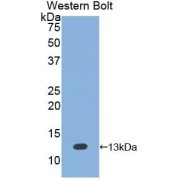 Western blot analysis of the recombinant protein.