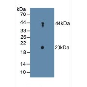 Western blot analysis of Mouse Cerebellum Tissue.