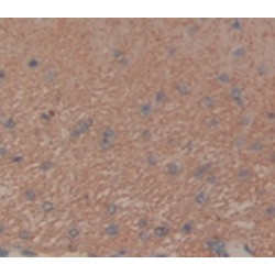 Fibroblast Growth Factor 10 (FGF10) Antibody