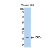 Western blot analysis of the recombinant protein.