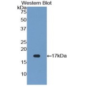 Western blot analysis of the recombinant protein.