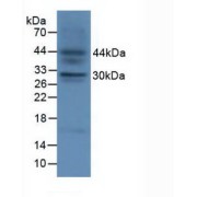 abx102854