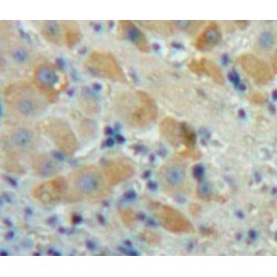 Fibroblast Growth Factor 23 (FGF23) Antibody