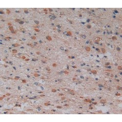 Glia Maturation Factor Gamma (GMFg) Antibody