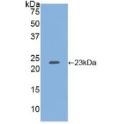 Western blot analysis of recombinant Human HSPG.