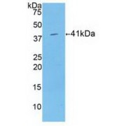 Western blot analysis of recombinant Human HIST1H2AB.