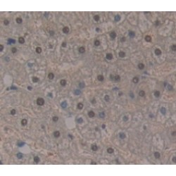 Histone Cluster 1, H2ab (HIST1H2AB) Antibody