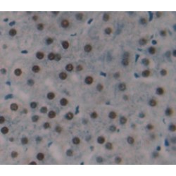 Histone Cluster 1, H2ac (HIST1H2AC) Antibody