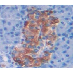 Histone Cluster 1, H2ah (HIST1H2AH) Antibody