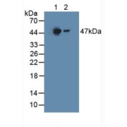Western blot analysis of (1) Mouse Liver Tissue and (2) Rat Liver Tissue.