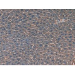Homogentisate-1,2-Dioxygenase (HGD) Antibody