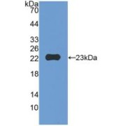 Western blot analysis of recombinant Mouse MMP12.