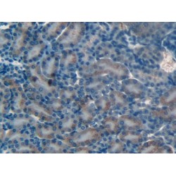 Macrophage Metalloelastase (MMP12) Antibody