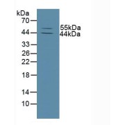 Western blot analysis of Mouse Skin Tissue.