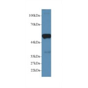 abx102928