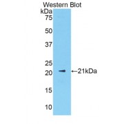 Western blot analysis of recombinant Mouse SHBG Protein.