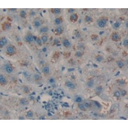 Thioredoxin 2, Mitochondrial (TXN2) Antibody