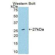 Western blot analysis of the recombinant protein.