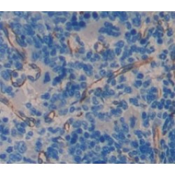Stimulator of Interferon Genes Protein / TMEM173 (STING1) Antibody