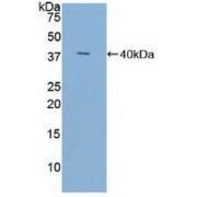 Western blot analysis of recombinant Human TFF3.