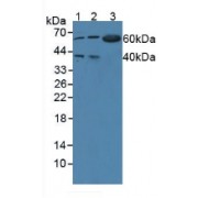 Western blot analysis of (1) Human 293T Cells, (2) Human BXPC-3 Cells and (3) Mouse Pancreas Tissue.