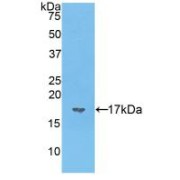 Western blot analysis of recombinant Mouse VIP.