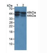 Western blot analysis of (1) Human PC-3 Cells and (2) Human MCF7 Cells.