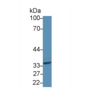 abx102973